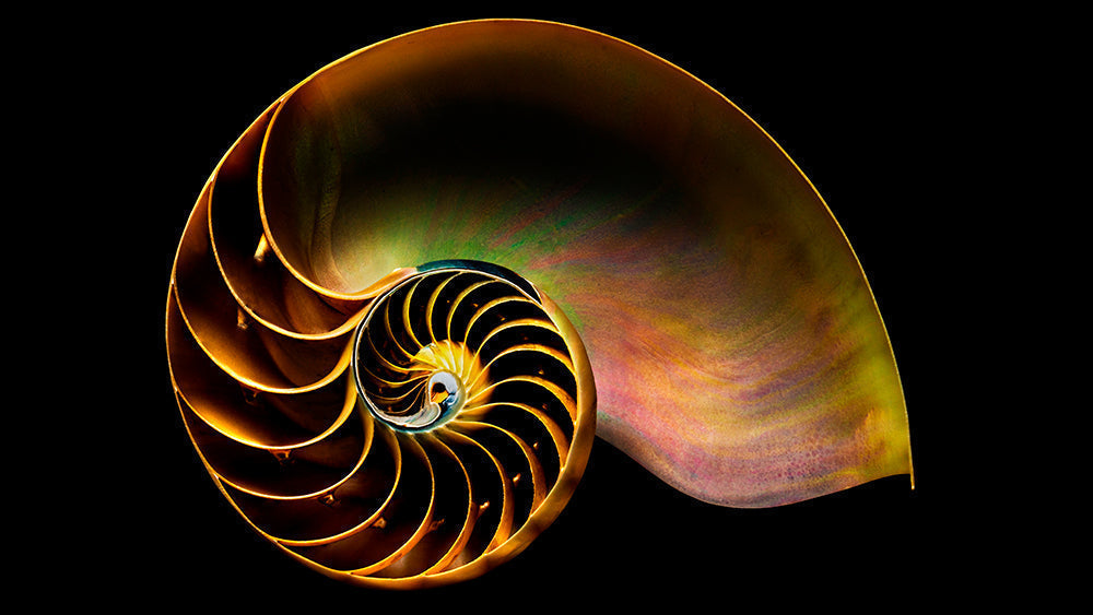 Golden Ratio Meaning
